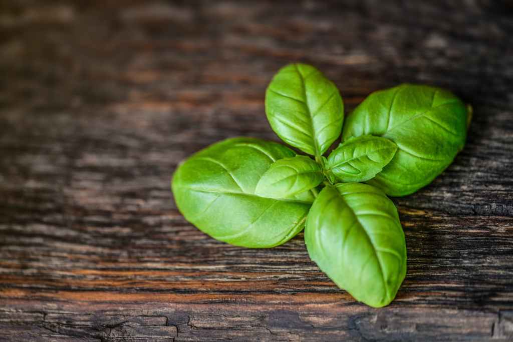 6 Incredible Medicinal Uses of Basil: Nature’s Healing Herb