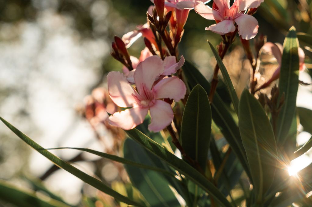 9 Medicinal Benefits of Oleander: Nature’s Hidden Gem