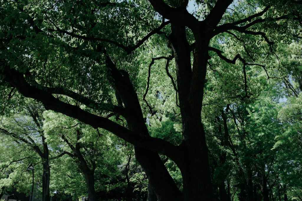 5 Remarkable Bael Tree Medicinal Uses