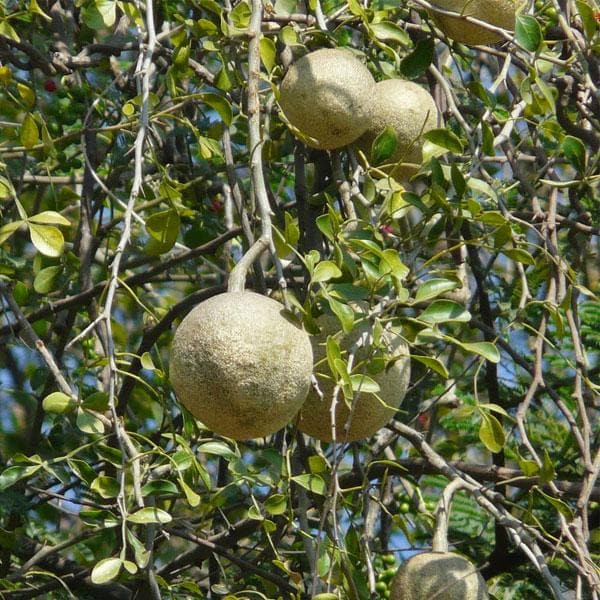 Wood Apple: The Miraculous Fruit with Medicinal Wonders